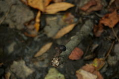 Daldinia childiae