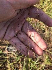 Sporobolus osceolensis