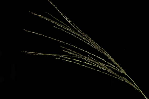 Digitaria stricta
