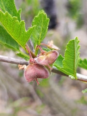 Bridgesia incisifolia