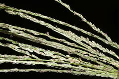 Digitaria stricta