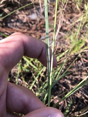 Sporobolus osceolensis