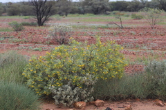 Senna artemisioides