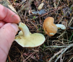 Suillus weaverae
