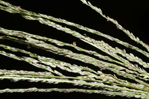 Digitaria stricta