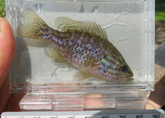 Lepomis gulosus