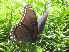 Limenitis arthemis astyanax