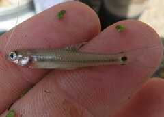 Notropis maculatus