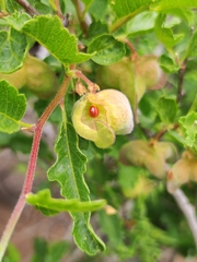 Bridgesia incisifolia