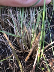 Sporobolus osceolensis