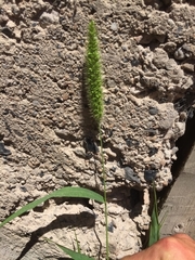 Setaria viridis