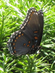 Limenitis arthemis astyanax