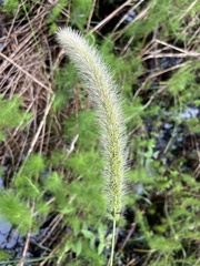 Setaria magna
