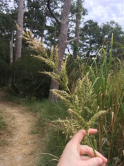 Echinochloa walteri