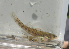 Etheostoma gracile