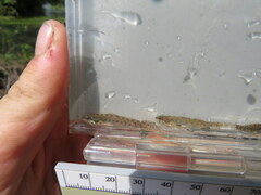 Etheostoma gracile
