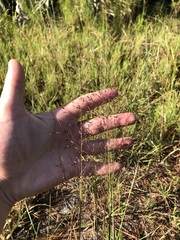 Sporobolus osceolensis