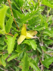 Bridgesia incisifolia