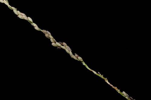 Digitaria stricta
