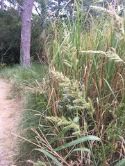 Echinochloa walteri