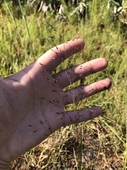 Sporobolus osceolensis