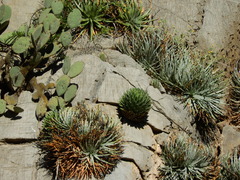 Agave victoriae-reginae