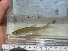 Notemigonus crysoleucas