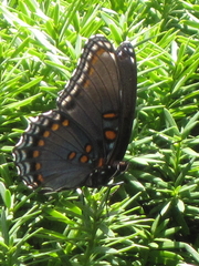 Limenitis arthemis astyanax