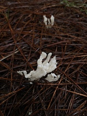 Clavulina rugosa