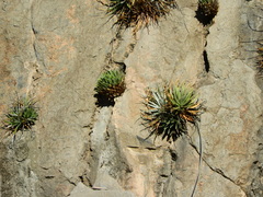 Agave victoriae-reginae