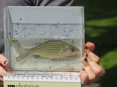 Morone mississippiensis