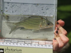 Morone mississippiensis