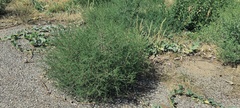 Salsola tragus