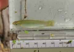 Fundulus chrysotus
