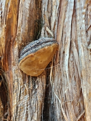 Phellinus arctostaphyli