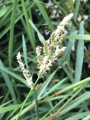 Echinochloa colona