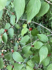 Lonicera
