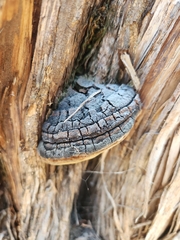 Phellinus arctostaphyli