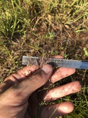 Sporobolus osceolensis