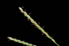 Paspalum distichum