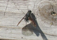 Anthrax aterrimus