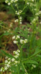 Parthenium
