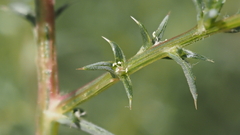 Salsola tragus