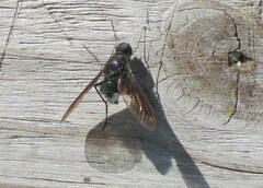 Anthrax aterrimus