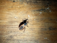 Triatoma dimidiata