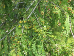 Taxodiomyia cupressi