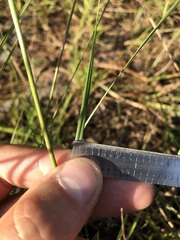 Sporobolus osceolensis