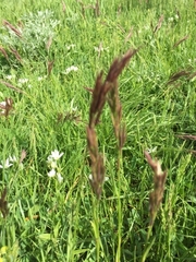 Bromus variegatus