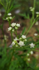 Parthenium