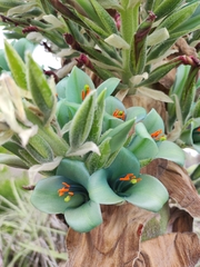 Puya alpestris